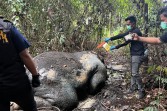Gajah Sumatra Mati Mengenaskan di Areal Konsesi, Bagian Kepala Hilang Misterius