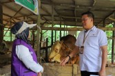 Masjid Nurul Amal Jadi Lokasi Pemotongan Sapi Kurban Presiden RI di Pekanbaru