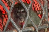 Teror 18 Warga Berakhir, Monyet Agresif Tembilahan Masuk Perangkap