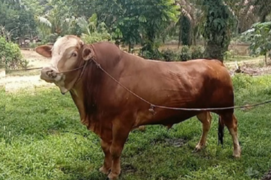 Miliki Bobot 950 Kg dan 820 Kg, Sapi Milik Peternak Rohul Terpilih Jadi Hewan Kurban Presiden Prabowo