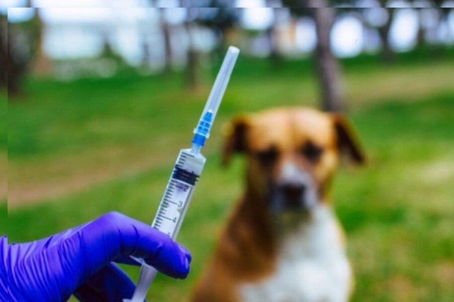 Ratusan Hewan Peliharaan di Tangkerang Timur Dapat Suntik Vaksin Anti Rabies