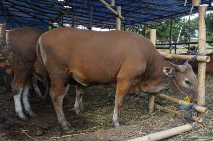 Mendekati Idul Adha 1445 H, Pengawasan Hewan Kurban di Pekanbaru Diintensifkan