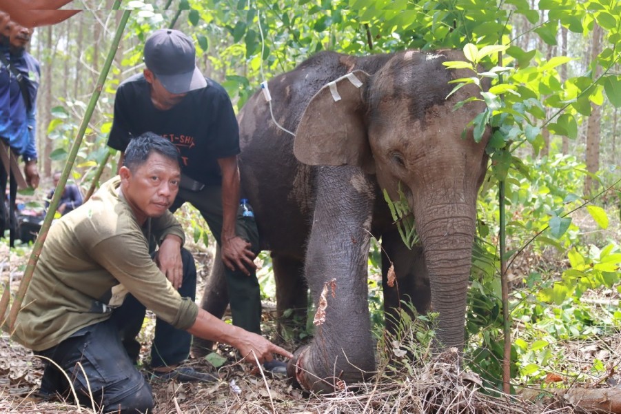 BBKSDA Riau Evakuasi Anak Gajah Liar Terluka, Diduga Dijerat di Tesso Tenggara Pelalawan