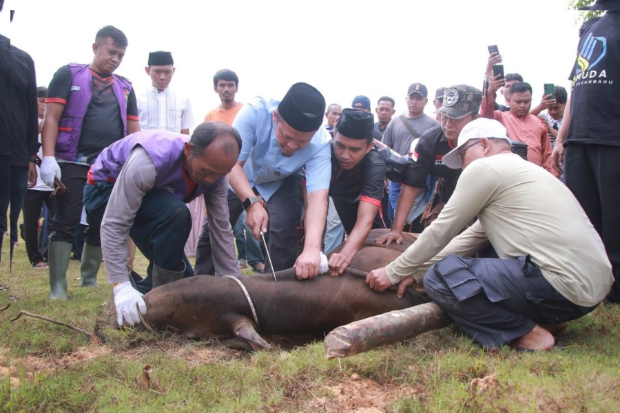 Tahun Ini Pemko Pekanbaru Sembelih 14 Hewan Kurban