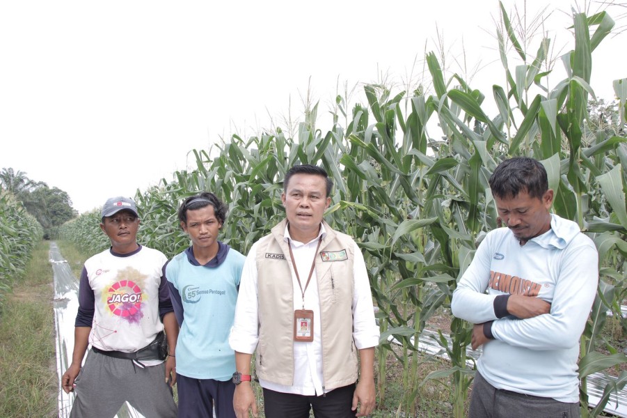 Siap Panen, Kepala DKP Pekanbaru Tinjau 18 Hektar Ladang Jagung Pipil Diwilayahnya Ini!