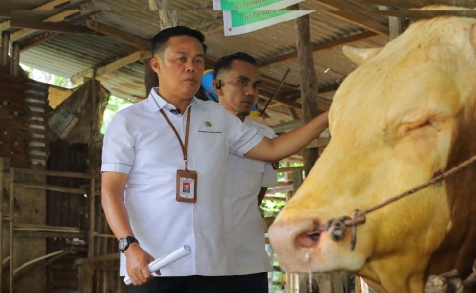 Jelang Idul Adha, Ketersediaan Sapi Kurban Pekanbaru Capai 3.514 Ekor