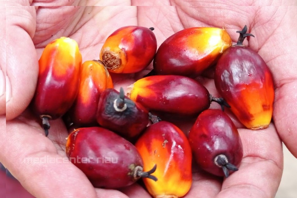 Mulai Naik, Ini Besaran Harga TBS Sawit di Riau