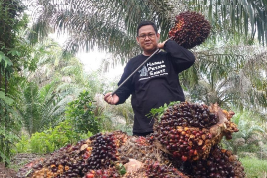 Naik Terus, Ini Daftar Harga Kelapa Sawit Mitra Swadaya di Riau