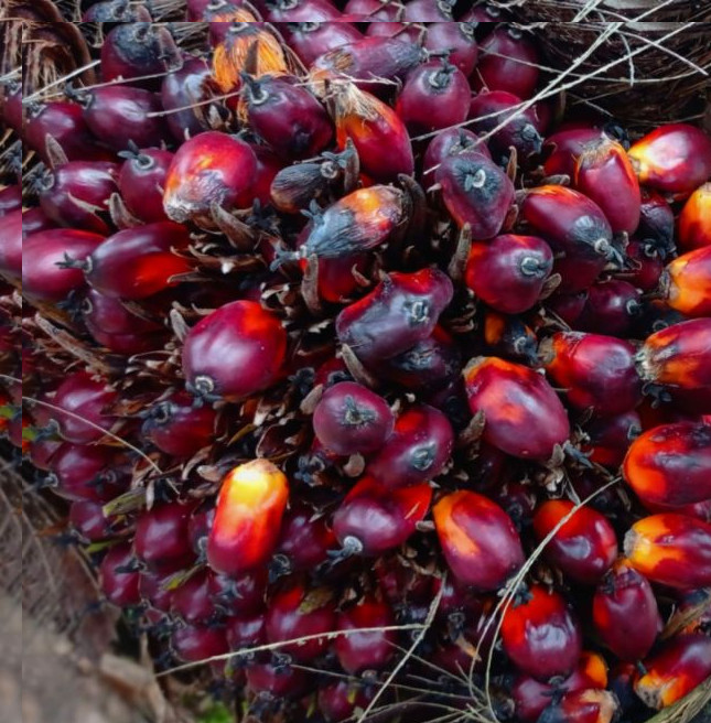 Naik Tipis, Harga Kelapa Sawit Mitra Plasma di Riau Jadi Rp3.065 per Kg