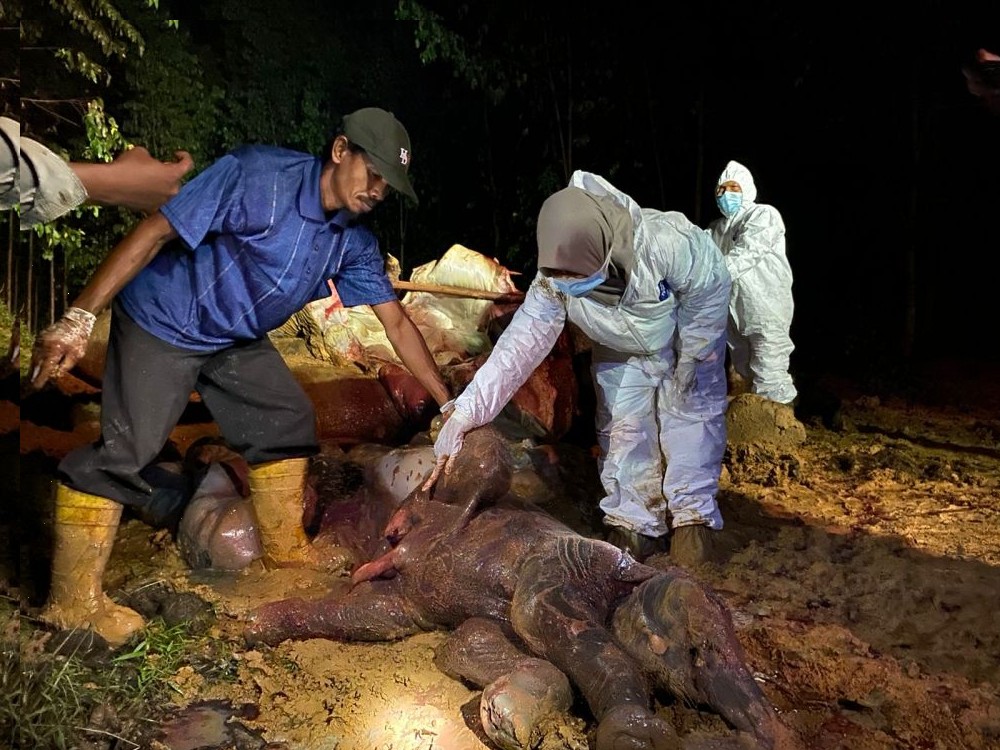 Gajah Ditemukan Mati Di Riau Dalam Kondisi Bunting 22 Bulan