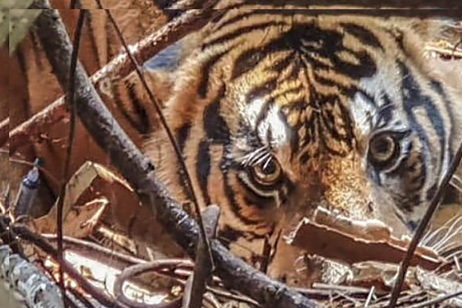 Balai BKSDA Riau Klarifikasi Video Viral Wajah Warga Rusak Diserang Harimau