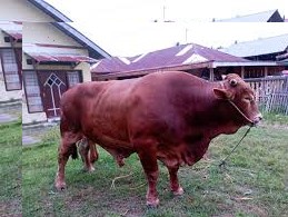 Bobot Tembus 1,032 Ton, Sapi Kurban Presiden Prabowo Disalurkan ke Rohil