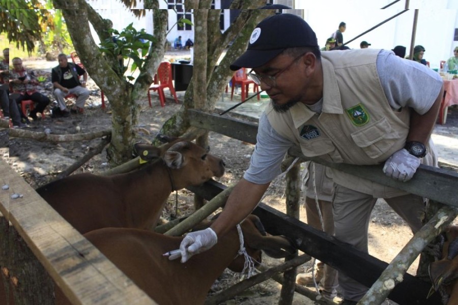 Tahun Ini DPKH Provinsi Riau Targetkan 44.700 Ternak Divaksin