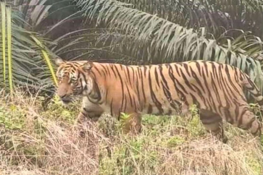 Harimau Muncul di Area PT SPA Serapung, Satu Warga Diserang