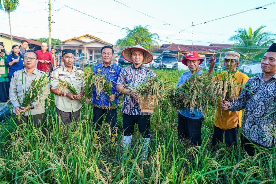 Padi Gogo Kian Menjanjikan, Wali Kota Agung Nugroho Panen Perdana di Meranti Pandak
