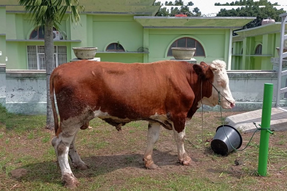 Hindari PMK, Gubri Ajak Masyarakat Beli Sapi Lokal Untuk Berqurban