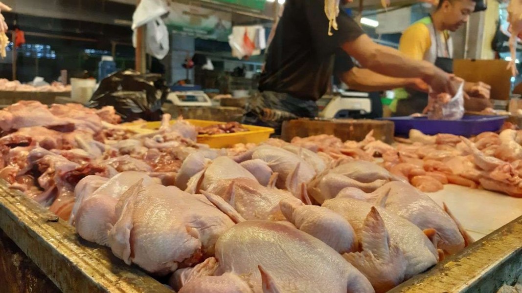 Harga Ayam “Meroket”, Pemko Pekanbaru Telusuri Penyebab di Lapangan