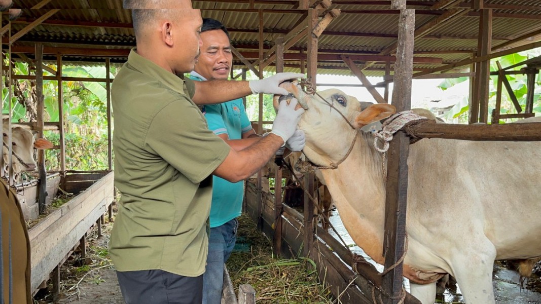 Mendekati Idul Adha 1446 H, Distankan Pekanbaru Periksa  Kesehatan Hewan Kurban
