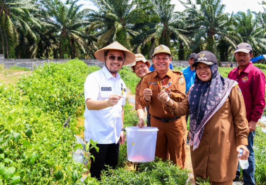 Persiapan Program Makan Siang Gratis, Pj Wali Kota Cek Budi Daya Telur, Ikan, Dan Sayur