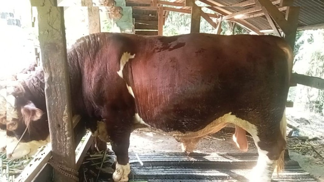Riau Terima Bantuan 13 Sapi Kurban dari Presiden