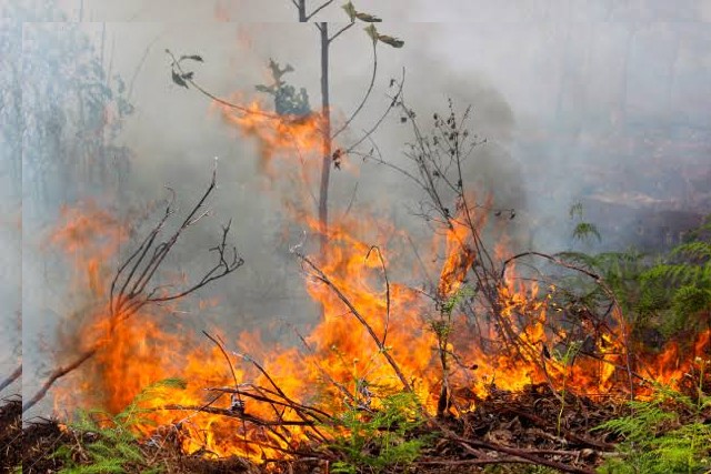 Cuaca Panas Picu Puluhan Kebakaran Lahan di Pekanbaru