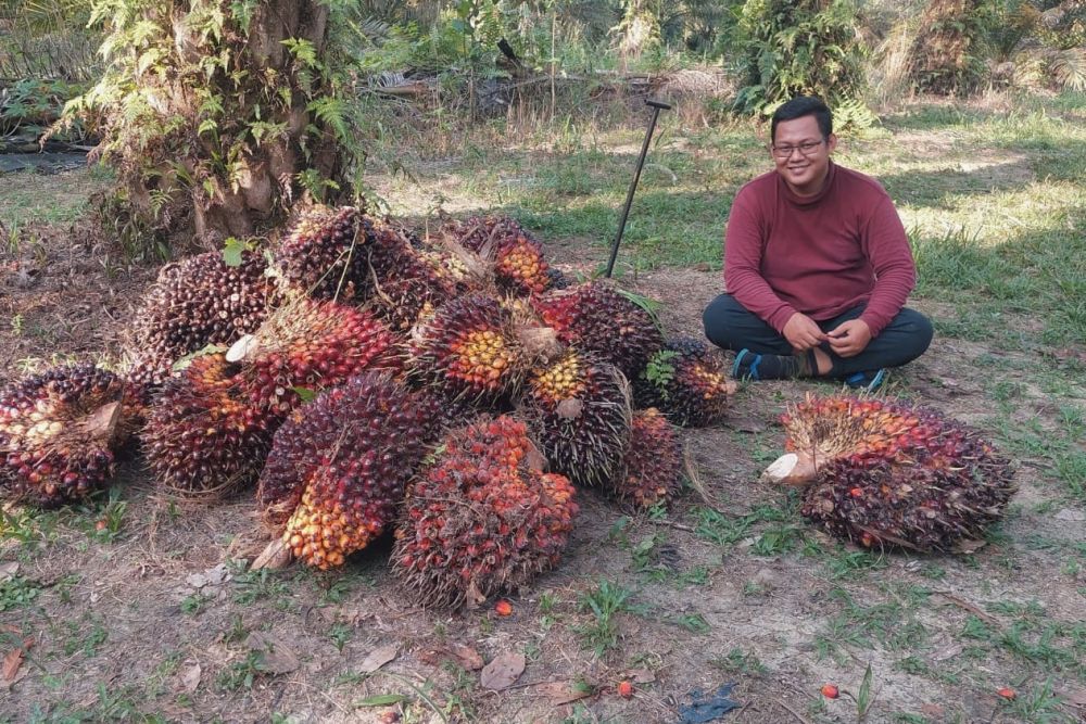 Harga Sawit Riau Naik Lagi, Inilah Daftar Lengkap !!