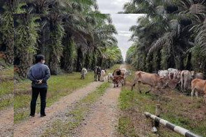 Vaksinasi PMK di Riau Capai 3.249 Dosis, Peternak Diimbau Waspada Cuaca Ekstrem