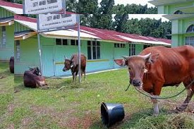 Penuhi Kebutuhan Hewan Qurban, Pemprov Riau Beri Kemudahan Ini !