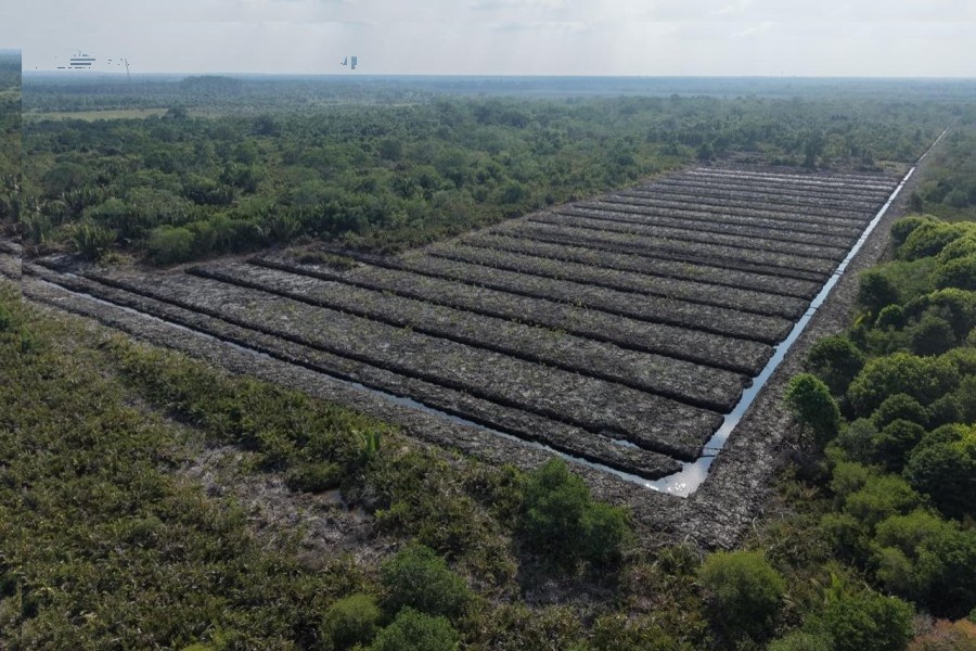 Hampir 100 Hektare Mangrove Rohil Rusak, Polda Riau Telusuri Penyebabnya