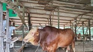 MUI Pekanbaru Ingatkan: Jangan Abaikan Kebersihan Saat Penyembelihan Kurban
