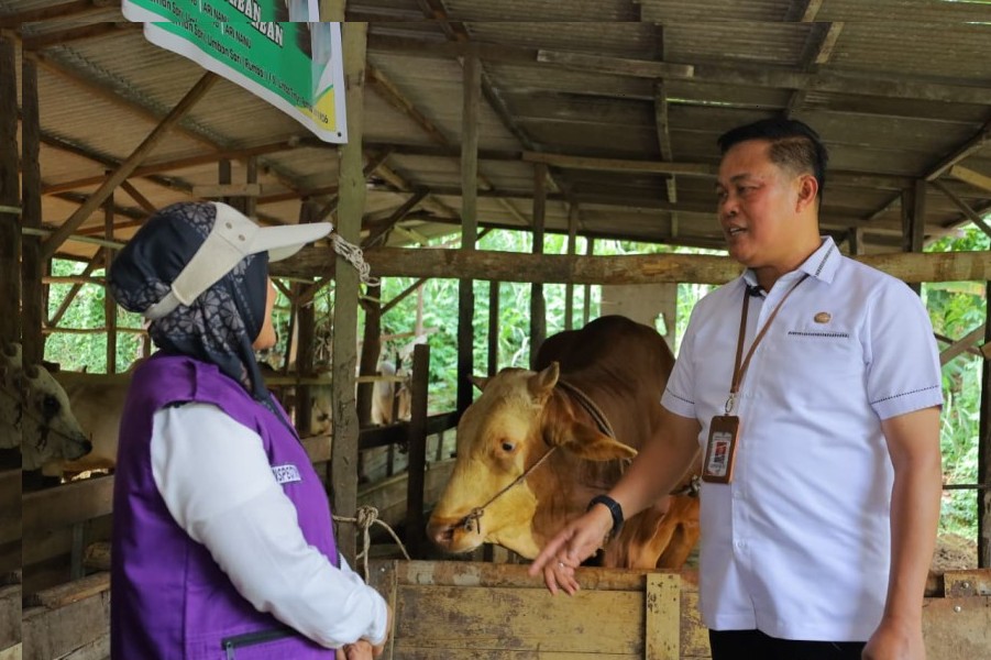 Hampir 1 Ton! Sapi Kurban Presiden Untuk Warga Pekanbaru Dipastikan Sehat