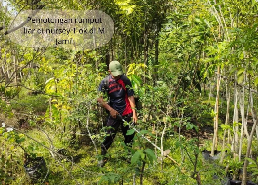 Jaga Kualitas Bibit Tanaman, DLHK Pekanbaru Rutin Bersihkan Kawasan Ini !